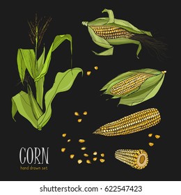 Set Of Corn Plant. Colorful Hand Drawn Collection Maize. Vector Illustration On Black Background.