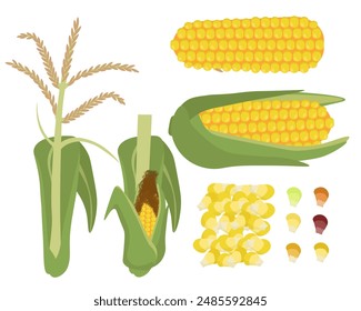 Set von Maispflanzen Elemente, Maiskolben, Pflanzenteile und Getreide Vektorillustration für Design