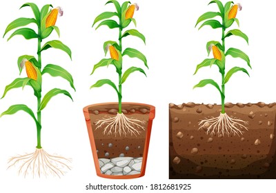 planting corn clipart images