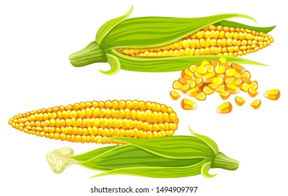 Set corn, seed and leaf. Isolated vector illustration on white background.