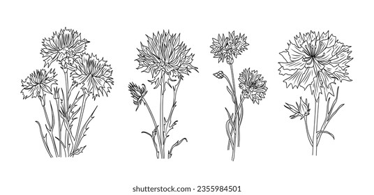 Set of Cornflower black ink botanical vector illustration isolated on white background. Knapweed flower, Centaurea black outline drawing. Trendy Design for logo, tattoo, wall art, branding, packaging