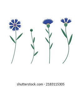 A set of cornflower flowers on a white background. vector illustration