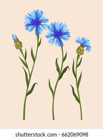 Set of cornflowers