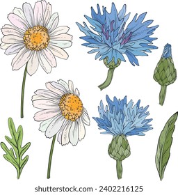 Set with cornflowers and daisies. Wild flowers design. Vector illustration