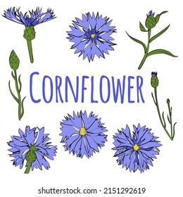 Set of cornflowers, leaves and flowers. Vector graphics