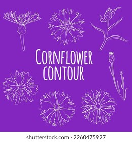 Set of cornflowers, outline only, no fill. Vector graphics.