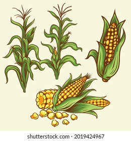 set of corns field sweet vegetables 