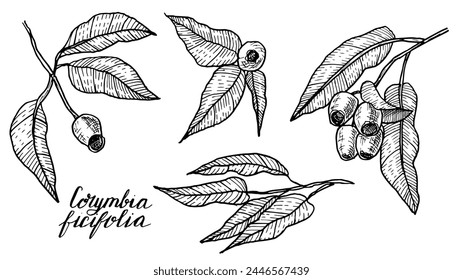 Set of Corymbia ficifolia linearis drawing in a linear style is a hand-drawn botanical black and white illustration. The medicinal plant is used in alternative medicine and homeopathy. 