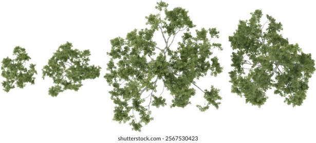 set of Corymbia trees on transparent background from the top view