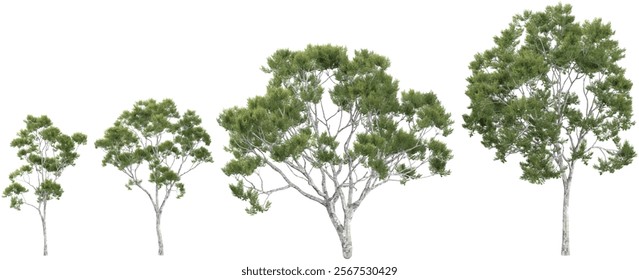 set of Corymbia trees on transparent background