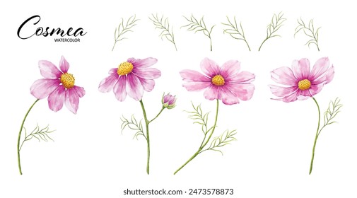 Set of cosmea flower and leaves watercolor elements. Collection of pink flower vector isolated on white background.