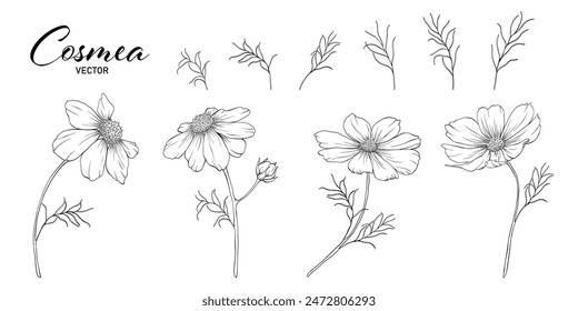 Set of cosmea flower line art element. Collection botanical vector isolated on white background suitable for Wedding Invitation, save the date, thank you, or greeting card.