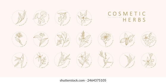 Set of cosmetic herbs. Vintage trendy botanical elements. Hand drawn line leaves branches and blooming. Vector greenery