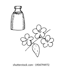 Set of cosmetic oil almond branch with flowers, vector illustration, sketch