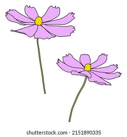 Set of cosmos flower branch vector simple illustration isolated on white background. Outline hand drawn colored version. Floral vector for childrens illustration, summer design.