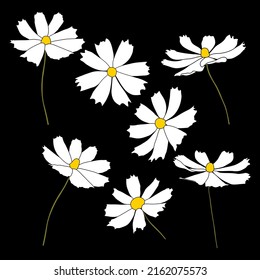 Set of cosmos flower branch vector simple illustration isolated on black background. Outline hand drawn colored version. Floral vector for childrens illustration, summer design.