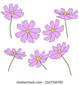 Set of cosmos flower branch vector simple illustration isolated on white background. Outline hand drawn colored version. Floral vector for childrens illustration, summer design.