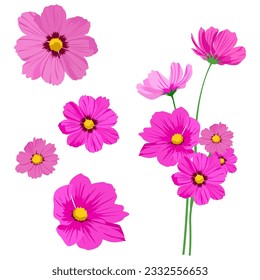 Set of Cosmos flower isolated on white background. vector illustration.