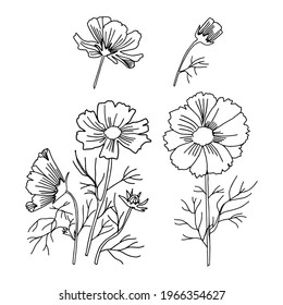 Set of cosmos flowers isolated on white. Hand drawn vector illustration for card, postcard, textile, fabric, print, wallpaper