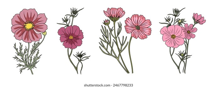 Conjunto de cosmos, flores del mes de nacimiento de octubre, dibujo a mano, contorno de color, icono, diseño moderno para logotipo, tatuaje, arte de la pared, marca, embalaje. Ilustración vectorial aislada sobre fondo blanco.