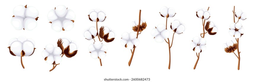 Set of cotton in cartoon style. Vector illustration of beautiful cotton flowers, twigs, stems isolated on white background. Decorative natural branches of white cotton. Textile fiber. Dried flowers.