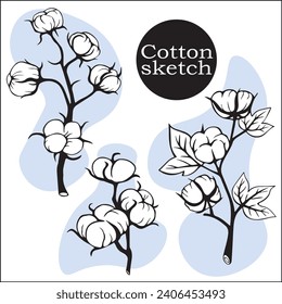 Set cotton flower, bud and leaves of the plant. wildflowers with stems. sketch of a botanical illustration. floral elements isolated.