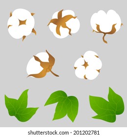 Set of cotton plant elements. Different foreshortening of cotton bolls and leaves. Qualitative vector elements for textile industry, cotton manufacturing, fabric, yarn production, clothing, etc