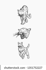 Set of Cougar Illustrations (Outline) 