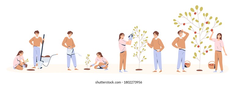 Set of couple planting and caring of tree stages vector flat illustration. Man and woman seedling, cultivation and collecting harvest isolated on white. Concept of collaboration and environment care
