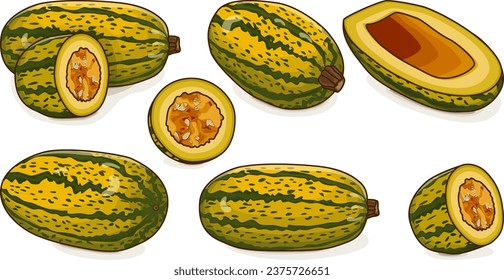 Juego de squash de invierno de Courge Spaghetti o squash de Spaghetti. Cucurbita pepo. Frutas y verduras. Clipart. Ilustración vectorial aislada.