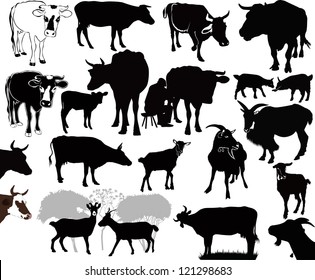 set of cow and goat isolated on white background