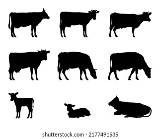 Set of Cow grazing. Picture silhouette. Farm pets. Animals for milk and dairy products. Isolated on white background. Vector.