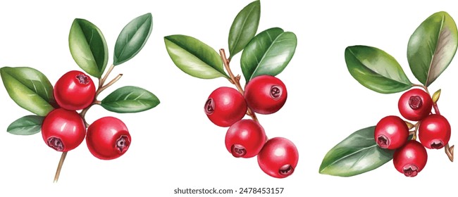 Satz von Preiselbeeren mit grünen Blättern und roten Beeren (Vaccinium vitis-idaea, Preiselbeere, Preiselbeere). Aquarell handgezeichnete Malillustrierung isoliert auf weißem Hintergrund.