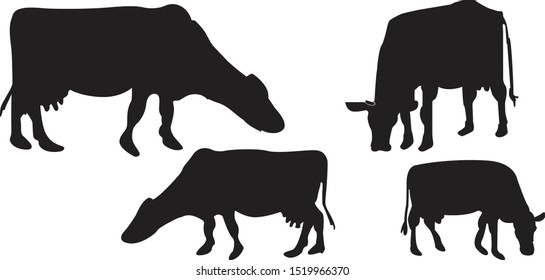Set of cows. Black silhouette on white Background. Hand drawn vector illustration different poses.