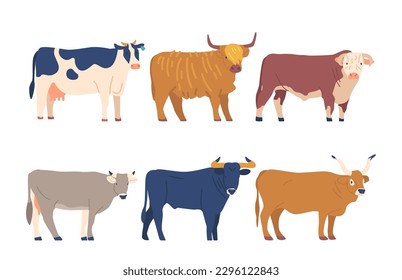 Set Cows And Bulls Diverse Breeds. Different Types Of Bovine, Each With Its Distinctive Characteristics, Such As Color