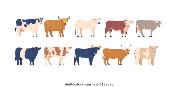 Set Of Cows And Bulls Of Various Breeds Isolated On White Background. Diverse Bovine Animals Cartoon Vector Illustration