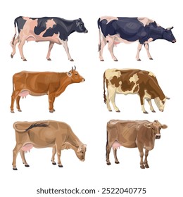 Conjunto de vacas de diferentes razas. Holstein Friesian, Limousin, Simmental, ganado lechero suizo pardo. Animales de granja. Ilustración vectorial aislada en un fondo blanco en un estilo realista