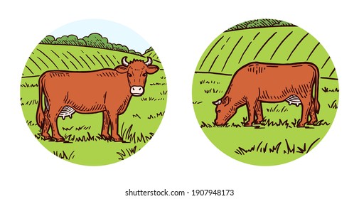 Set of cows. Farm animal. Hand drawn sketch. Vintage style. Color vector illustration. Rural landscape. Cows graze in the meadow.