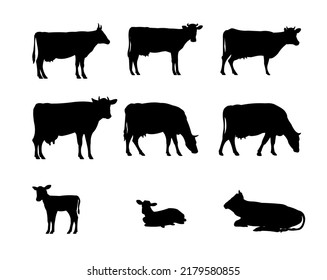 Set of Cows graze in pasture. Picture silhouette. Farm pets. Domestic farm animals for milk and dairy products. Isolated on white background. Vector