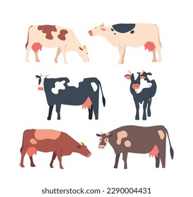 Set of Cows Isolated White Background, Brown, Clack And White Cows with Large Eyes And Prominent Snout Chew Its Cud