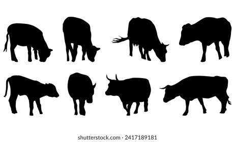 Set of cows in silhouette isolated on white background. The cows eat and walk. Cattle vector clipart.