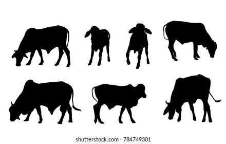 Set of cows silhouette. They are eating grass from different sides.