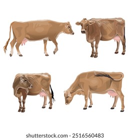 Set of cows in various poses. Brown Swiss dairy cattle. Farm animals. Livestock. Vector Illustration isolated on a white background in a realistic style