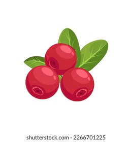 Conjunto de arándanos aislados sobre fondo blanco, ilustración vectorial.