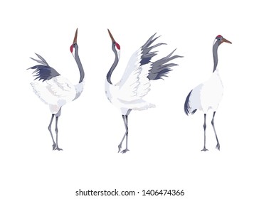 Set of cranes. Vector illustration. Watercolor style