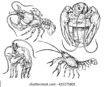 Crawfish Drawing Images Stock Photos Vectors Shutterstock Buy original art worry free with our 7 day money back guarantee. https www shutterstock com image vector set crayfish hand drawn vector illustration 425175805