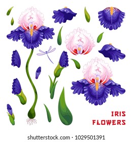 Set to create designs. Iris flowers, berries, leaves, buds, stems and petals.