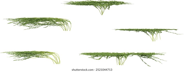 Conjunto de plantas enredaderas sobre fondo transparente