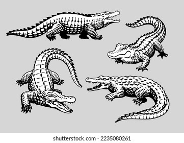 Set of Crocodile hand Drawn