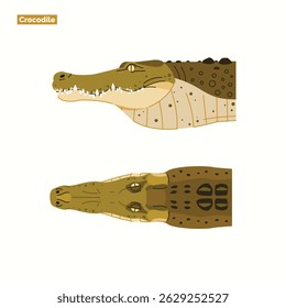set of crocodile head illustrations isolated on white background with two views. Dangerous exotic predatory reptile.